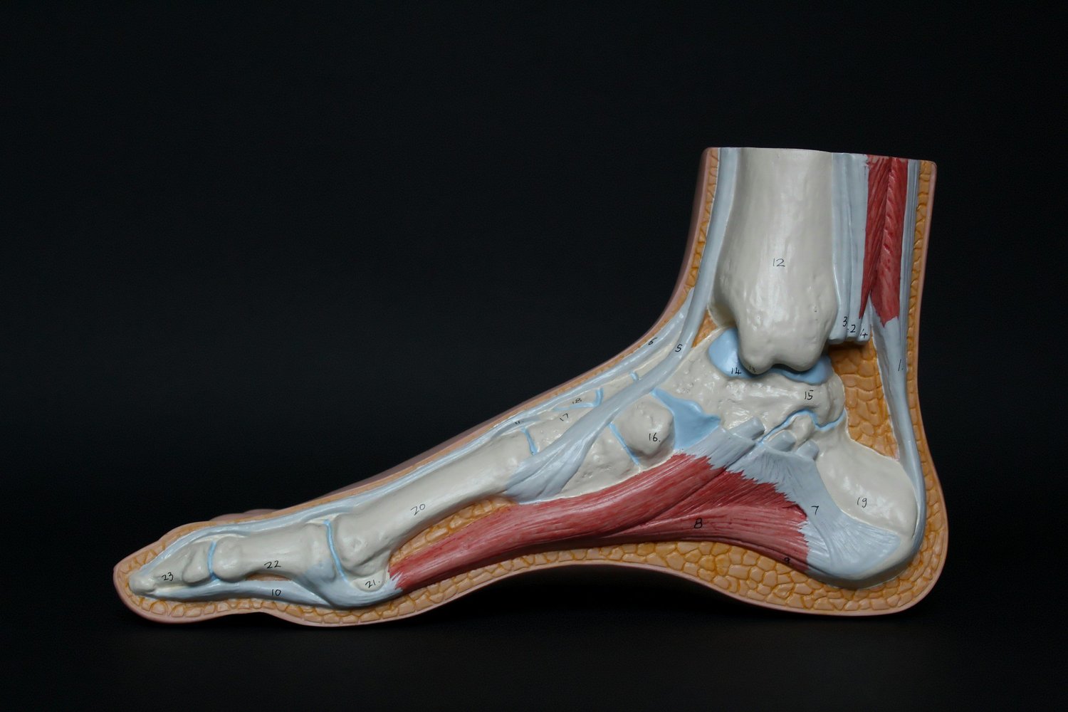 An anatomical model of a foot showing its structure